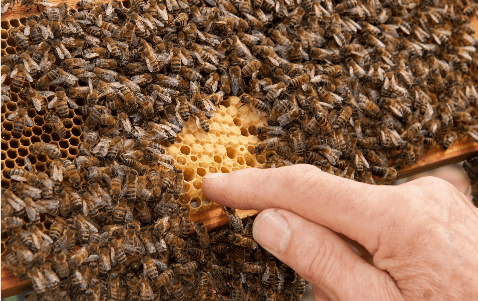 Meliponário na Vila Melipona